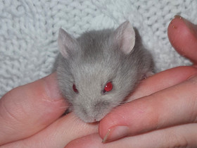 Kääpiöhamsteri campbellin poikasia, Jyrsijät, Lemmikkieläimet, Ikaalinen, Tori.fi Kääpiöhamsteri campbellin poikasia, Jyrsijät, Lemmikkieläimet, Ikaalinen, Tori.fi