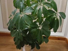 Siroliuska aralia, Kasvit ja siemenet, Piha ja puutarha, Turku, Tori.fi Siroliuska aralia, Kasvit ja siemenet, Piha ja puutarha, Turku, Tori.fi