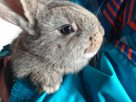 Kaksi sekarotuisia kaneja, Jyrsijät, Lemmikkieläimet, Oulainen, Tori.fi Kaksi sekarotuisia kaneja, Jyrsijät, Lemmikkieläimet, Oulainen, Tori.fi