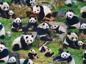 Panda kangas, Käsityöt, Eurajoki, Tori.fi Panda kangas, Käsityöt, Eurajoki, Tori.fi