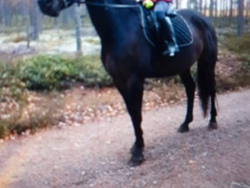 Hevonen, Hevoset ja ponit, Hevoset ja hevosurheilu, Saarijärvi, Tori.fi Hevonen, Hevoset ja ponit, Hevoset ja hevosurheilu, Saarijärvi, Tori.fi
