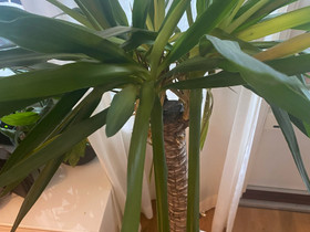 Jukkapalmu, Muu piha ja puutarha, Piha ja puutarha, Vantaa, Tori.fi Jukkapalmu, Muu piha ja puutarha, Piha ja puutarha, Vantaa, Tori.fi