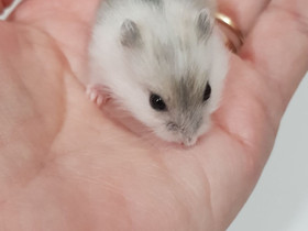 Talvikko kääpiöhamsterin poikasia, Jyrsijät, Lemmikkieläimet, Helsinki, Tori.fi Talvikko kääpiöhamsterin poikasia, Jyrsijät, Lemmikkieläimet, Helsinki, Tori.fi
