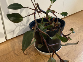 Philodendron Royal Queen, Kasvit ja siemenet, Piha ja puutarha, Turku, Tori.fi Philodendron Royal Queen, Kasvit ja siemenet, Piha ja puutarha, Turku, Tori.fi