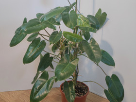 Philodendron "Burle Marx", Kasvit ja siemenet, Piha ja puutarha, Turku, Tori.fi Philodendron "Burle Marx", Kasvit ja siemenet, Piha ja puutarha, Turku, Tori.fi
