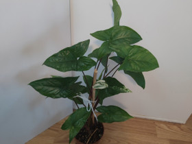 Syngonium albo variegata, Kasvit ja siemenet, Piha ja puutarha, Turku, Tori.fi Syngonium albo variegata, Kasvit ja siemenet, Piha ja puutarha, Turku, Tori.fi