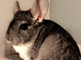 Chinchilla tyttö, Jyrsijät, Lemmikkieläimet, Rovaniemi, Tori.fi Chinchilla tyttö, Jyrsijät, Lemmikkieläimet, Rovaniemi, Tori.fi