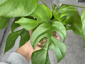 Neulavehka, Rhaphidophora tetrasperma pistokkaita, Kasvit ja siemenet, Piha ja puutarha, Turku, Tori.fi Neulavehka, Rhaphidophora tetrasperma pistokkaita, Kasvit ja siemenet, Piha ja puutarha, Turku, Tori.fi
