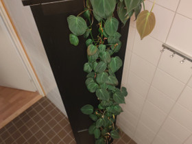 Philodendron micans, Kasvit ja siemenet, Piha ja puutarha, Turku, Tori.fi Philodendron micans, Kasvit ja siemenet, Piha ja puutarha, Turku, Tori.fi