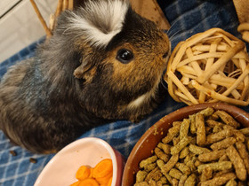 2 marsupoikaa ja runsaasti tarvikkeita, Jyrsijät, Lemmikkieläimet, Ylöjärvi, Tori.fi 2 marsupoikaa ja runsaasti tarvikkeita, Jyrsijät, Lemmikkieläimet, Ylöjärvi, Tori.fi