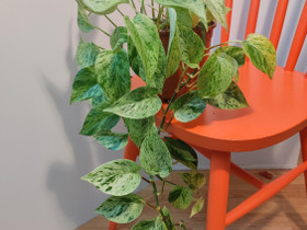 Epipremnum pinnatum 'Marble Queen', Kasvit ja siemenet, Piha ja puutarha, Turku, Tori.fi Epipremnum pinnatum 'Marble Queen', Kasvit ja siemenet, Piha ja puutarha, Turku, Tori.fi