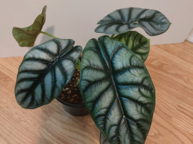 Alocasia silver dragon, Kasvit ja siemenet, Piha ja puutarha, Turku, Tori.fi Alocasia silver dragon, Kasvit ja siemenet, Piha ja puutarha, Turku, Tori.fi