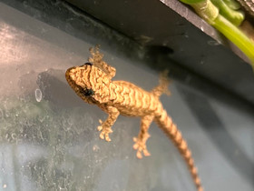 M: Lepidodactylus lugubris poikasia, Muut eläimet, Lemmikkieläimet, Kerava, Tori.fi M: Lepidodactylus lugubris poikasia, Muut eläimet, Lemmikkieläimet, Kerava, Tori.fi