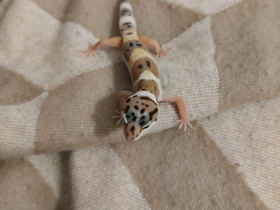 Leopardigekon poikanen, Muut eläimet, Lemmikkieläimet, Nurmijärvi, Tori.fi Leopardigekon poikanen, Muut eläimet, Lemmikkieläimet, Nurmijärvi, Tori.fi