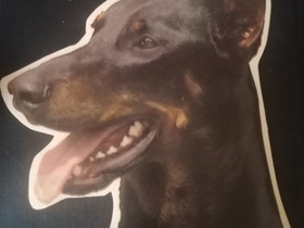 Dobermanni autotarra, Koirien tarvikkeet, Lemmikkieläimet, Salo, Tori.fi Dobermanni autotarra, Koirien tarvikkeet, Lemmikkieläimet, Salo, Tori.fi