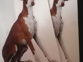 Ibizanpodenco tarrat 2kpl, Koirien tarvikkeet, Lemmikkieläimet, Salo, Tori.fi Ibizanpodenco tarrat 2kpl, Koirien tarvikkeet, Lemmikkieläimet, Salo, Tori.fi