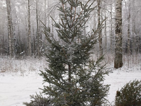 Joulukuusi, Maatalous, Joensuu, Tori.fi Joulukuusi, Maatalous, Joensuu, Tori.fi