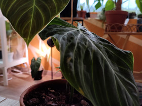 Philodendron Splendid, Kasvit ja siemenet, Piha ja puutarha, Pieksämäki, Tori.fi Philodendron Splendid, Kasvit ja siemenet, Piha ja puutarha, Pieksämäki, Tori.fi