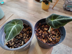 Alokasia 'Black Velvet', Kasvit ja siemenet, Piha ja puutarha, Mikkeli, Tori.fi Alokasia 'Black Velvet', Kasvit ja siemenet, Piha ja puutarha, Mikkeli, Tori.fi