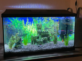 Aquael akvaario 105 L, Kalat ja akvaariot, Lemmikkieläimet, Lappeenranta, Tori.fi Aquael akvaario 105 L, Kalat ja akvaariot, Lemmikkieläimet, Lappeenranta, Tori.fi