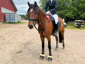 Vuokraajaa etsii iso poni ruuna, Hevoset ja ponit, Hevoset ja hevosurheilu, Kangasala, Tori.fi Vuokraajaa etsii iso poni ruuna, Hevoset ja ponit, Hevoset ja hevosurheilu, Kangasala, Tori.fi