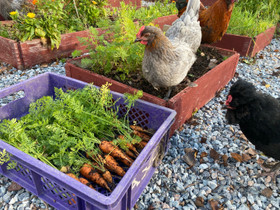 Pieni marans- ja araucanaparvi, Muut eläimet, Lemmikkieläimet, Parainen, Tori.fi Pieni marans- ja araucanaparvi, Muut eläimet, Lemmikkieläimet, Parainen, Tori.fi