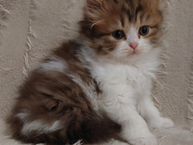 Selkirk rex, Kissat, Lemmikkieläimet, Lappeenranta, Tori.fi Selkirk rex, Kissat, Lemmikkieläimet, Lappeenranta, Tori.fi