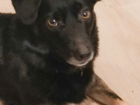 Pienikokoinen koira, Koirat, Lemmikkieläimet, Vantaa, Tori.fi Pienikokoinen koira, Koirat, Lemmikkieläimet, Vantaa, Tori.fi
