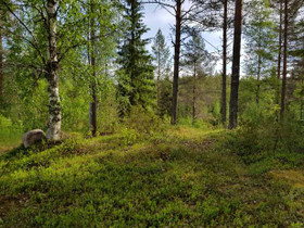 2665m², Paljakan rakennuskaava Kortteli 76, tontti, Tontit, Puolanka, Tori.fi 2665m², Paljakan rakennuskaava Kortteli 76, tontti, Tontit, Puolanka, Tori.fi