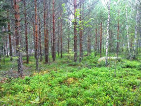 4000m², Lehtisensaari Hirvilahdentie, Joutsa, Tontit, Pertunmaa, Tori.fi 4000m², Lehtisensaari Hirvilahdentie, Joutsa, Tontit, Pertunmaa, Tori.fi