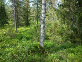2290m², Paljakan rakennuskaava Kortteli 77, tontti, Tontit, Puolanka, Tori.fi 2290m², Paljakan rakennuskaava Kortteli 77, tontti, Tontit, Puolanka, Tori.fi