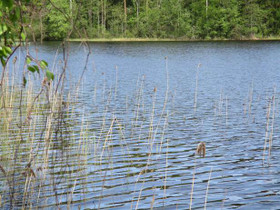 5000m², Mietiäisentie, Mikkeli, Tontit, Mikkeli, Tori.fi 5000m², Mietiäisentie, Mikkeli, Tontit, Mikkeli, Tori.fi