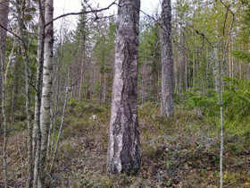 5500m², Säynätjärventie 159 B, Joutsa, Tontit, Joutsa, Tori.fi