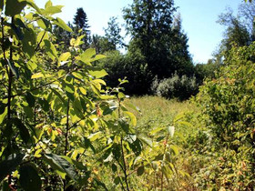2979m², Itäkaari 13, Hirvensalmi, Tontit, Hirvensalmi, Tori.fi 2979m², Itäkaari 13, Hirvensalmi, Tontit, Hirvensalmi, Tori.fi