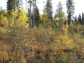 530m², Ukkohalla, Vihtakuja Kortteli 69, tontti 1,, Tontit, Hyrynsalmi, Tori.fi 530m², Ukkohalla, Vihtakuja Kortteli 69, tontti 1,, Tontit, Hyrynsalmi, Tori.fi