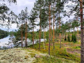 6000m², Vuorilahdentie, Puumala, Tontit, Puumala, Tori.fi 6000m², Vuorilahdentie, Puumala, Tontit, Puumala, Tori.fi