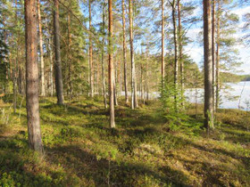 4000m², Jonnilantie, Mäntyharju, Tontit, Mäntyharju, Tori.fi 4000m², Jonnilantie, Mäntyharju, Tontit, Mäntyharju, Tori.fi