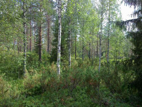 2253m², Paljakan rakennuskaava Kortteli 76, tontti, Tontit, Puolanka, Tori.fi 2253m², Paljakan rakennuskaava Kortteli 76, tontti, Tontit, Puolanka, Tori.fi