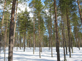 Kylmäkangas, Jumisko, Posio, Metsätilat ja maatilat, Posio, Tori.fi Kylmäkangas, Jumisko, Posio, Metsätilat ja maatilat, Posio, Tori.fi
