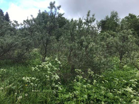Hytkäntie, Olkolanniemi, Mikkeli, Metsätilat ja maatilat, Mikkeli, Tori.fi Hytkäntie, Olkolanniemi, Mikkeli, Metsätilat ja maatilat, Mikkeli, Tori.fi