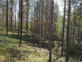 8530m², Ontojärvi, Pohjoispuolentie Kortteli 3, to, Tontit, Kuhmo, Tori.fi