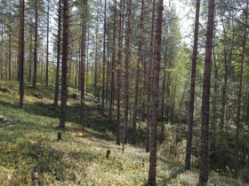 8530m², Ontojärvi, Pohjoispuolentie Kortteli 3, to, Tontit, Kuhmo, Tori.fi 8530m², Ontojärvi, Pohjoispuolentie Kortteli 3, to, Tontit, Kuhmo, Tori.fi