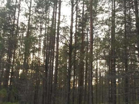 Halosenranta, Halosenranta, Kemijärvi, Metsätilat ja maatilat, Kemijärvi, Tori.fi Halosenranta, Halosenranta, Kemijärvi, Metsätilat ja maatilat, Kemijärvi, Tori.fi