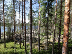 5628m², Muuruejärvi Tontti 13, Viitasaari, Tontit, Viitasaari, Tori.fi 5628m², Muuruejärvi Tontti 13, Viitasaari, Tontit, Viitasaari, Tori.fi