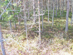 5000m², Puhintie 49, Mikkeli, Tontit, Mikkeli, Tori.fi 5000m², Puhintie 49, Mikkeli, Tontit, Mikkeli, Tori.fi