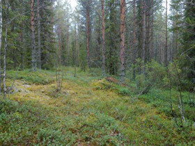 5815m², Hyrynsalmi, Pölhöjärvi Kortteli 1, tontti, Tontit, Hyrynsalmi, Tori.fi 5815m², Hyrynsalmi, Pölhöjärvi Kortteli 1, tontti, Tontit, Hyrynsalmi, Tori.fi