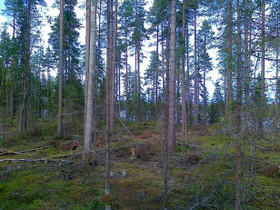 2720m², Pienivesi Tontti 4, Uurainen, Tontit, Uurainen, Tori.fi