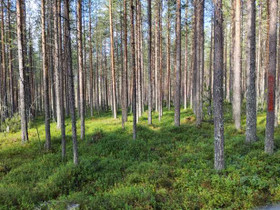 6320m², Tasalantie, Kemijärvi, Tontit, Kemijärvi, Tori.fi 6320m², Tasalantie, Kemijärvi, Tontit, Kemijärvi, Tori.fi