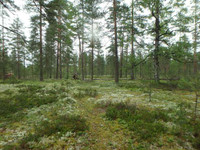 726m, Jmin harjualue, Harjukuja Kortteli 309, to