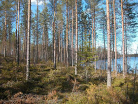 4650m², Iso-Renkanen, Pylkönmäki Tontti 33, Saarij, Tontit, Saarijärvi, Tori.fi